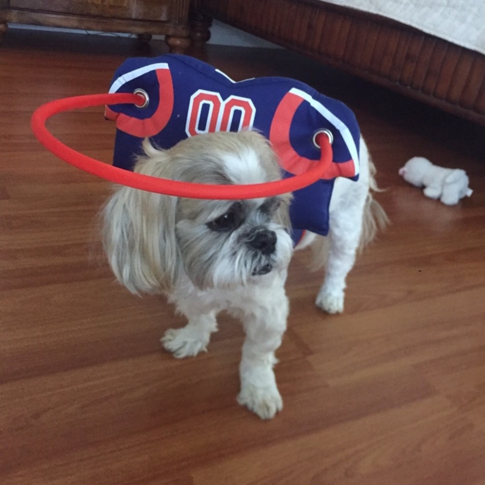 Muffin’s Halo for blind dog, size medium